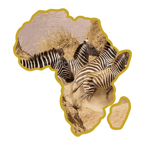 Africa map silhouette filled with zebras crossing the Mara river